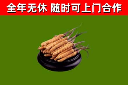 海伦市回收冬虫夏草