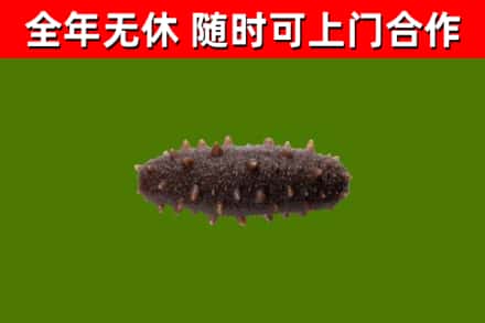 海伦市回收海参干